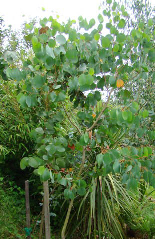 Kamfer-eukalyptus. Eucalyptus camphora. Træ på Fanø. 2009