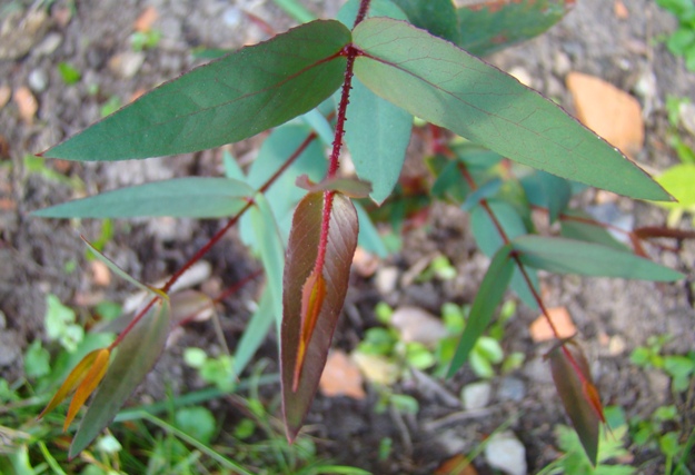 MacArthurs eukalyptus. Eucalyptus macarthurii. Graasten 2009