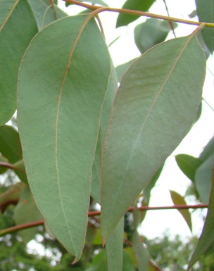 Macarthurs eukalyptus. Eucalyptus macarthurii. Holland. Voksenblade. 2009