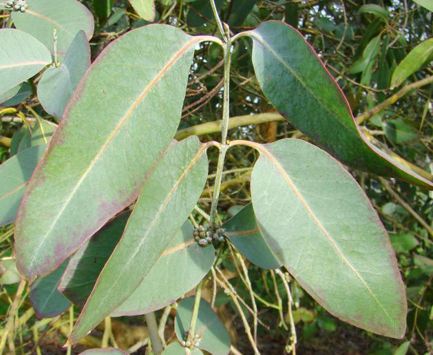 Omeo-eukalyptus. Eucalyptus neglecta. Kew Garden. 2009. Ungdomsblade