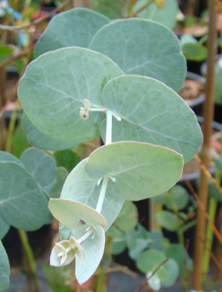 Smalbladet eukalyptus. Eucalyptus moorei. Holland. 2009. Ungdomsblade