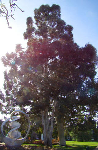 Tæt krone hos sort eukalyptus. Kew Garden, England. 2009.