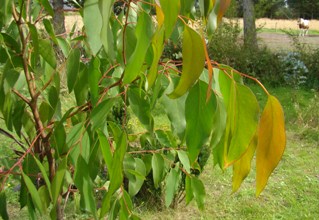 Sump-eukalyptus. Eucalyptus ovata. Fanø. 2009.