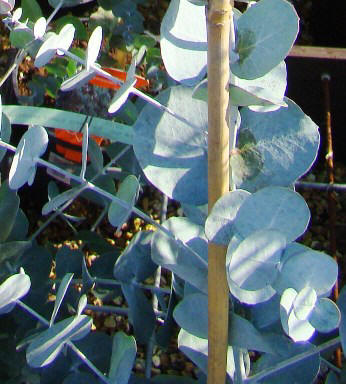 Tingiringi-eukalyptus. Ungdomsblade. Eucalyptus glaucescens. Wisley Garden. 2009.