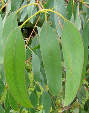 Tingiringi-eukalyptus. Eucalyptus glaucescens. Fanø. Voksenblade. 2009