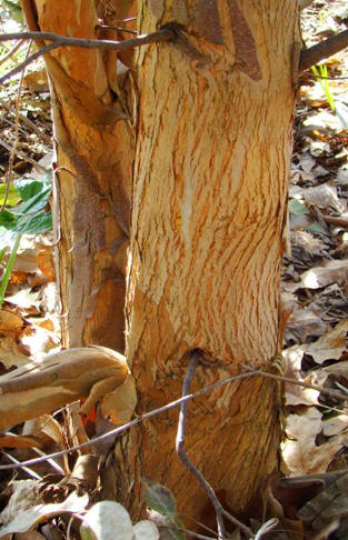 Trævlebark-eukalyptus. Eucalyptus obliqua. Wisley. Bark. 2009