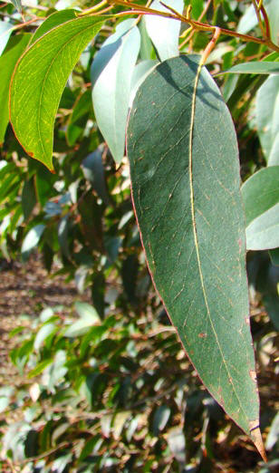 Trævlebark-eukalyptus. Eucalyptus obliqua. Wisley Garden. Voksenblade. 2009