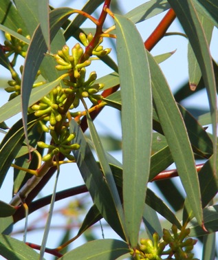 Wolgan sne-eukalyptus. Blomsterknopper. Eucalyptus gregsoniana. Kew Garden. 2009 