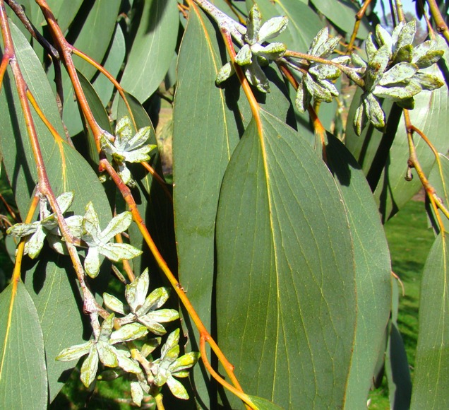Sne-eukalyptus. Eucalyptus pauciflora debeuzevillei. Kew Garden, England. 2009
