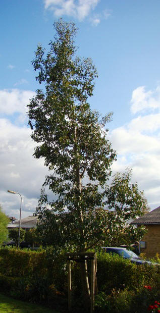 Det ældste eukalyptustræ i Danmark. Gunni-eukalyptus. Eucalyptus gunnii. Nordborg, 2009.