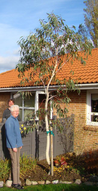 Eucalyptus pauciflora ssp. niphophila. Sne-eukalyptus. Soenderborg. 2009