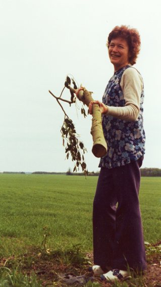 Karen Apollo på Overgaard Gods med en fældet gunni-eukalyptus. Eucalyptus gunnii i maj 1975