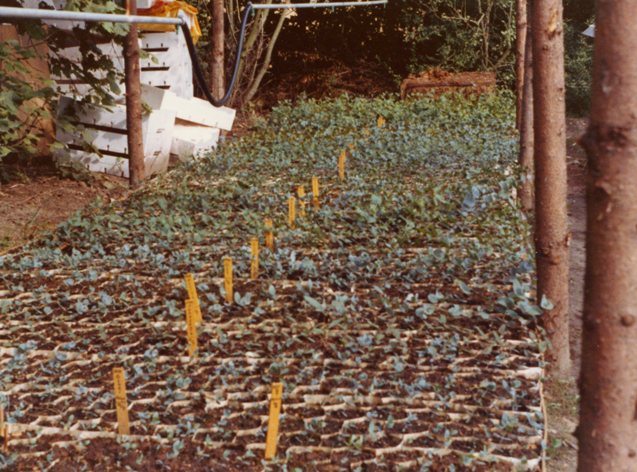 Små eukalyptusplanter udenfor. Eucalyptus på Overgaard Gods 1973