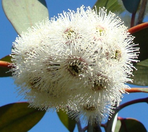 Blomsterstand. Eucalyptus pauciflora debeuzevillei. 2009. Sønderborg